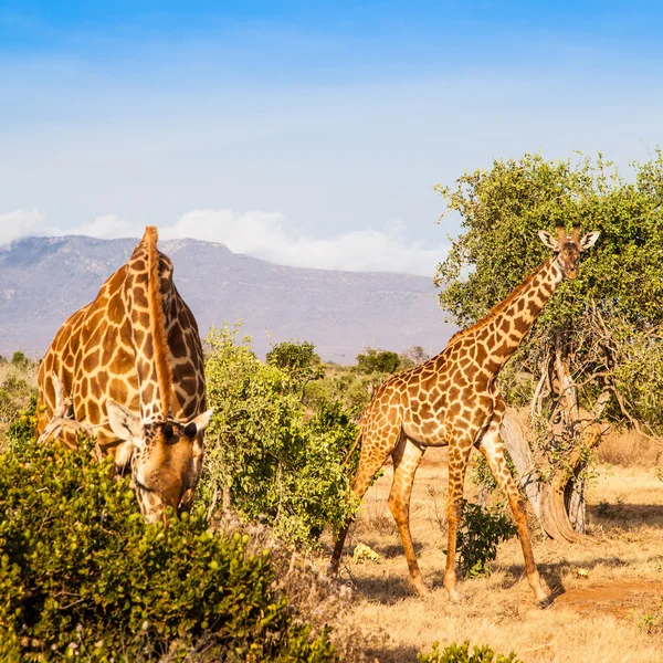 Free Giraffe in Kenya Royalty Free Stock Photos