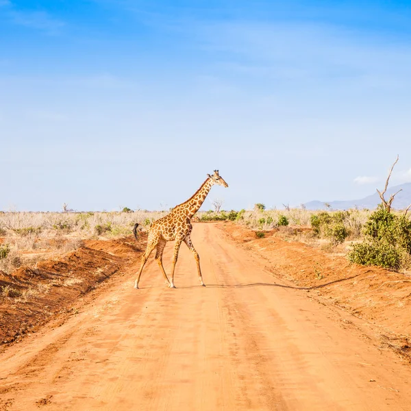 Kostenlose Giraffe in Kenia — Stockfoto