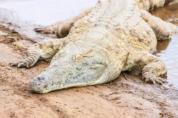 Kenian crocodiles — Stock Photo, Image