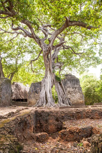 Ruines de Gede — Photo