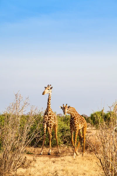 Kostenlose Giraffe in Kenia — Stockfoto