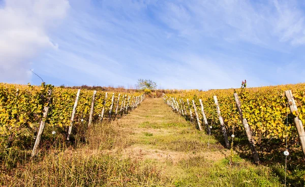 Vigneto italiano — Foto Stock