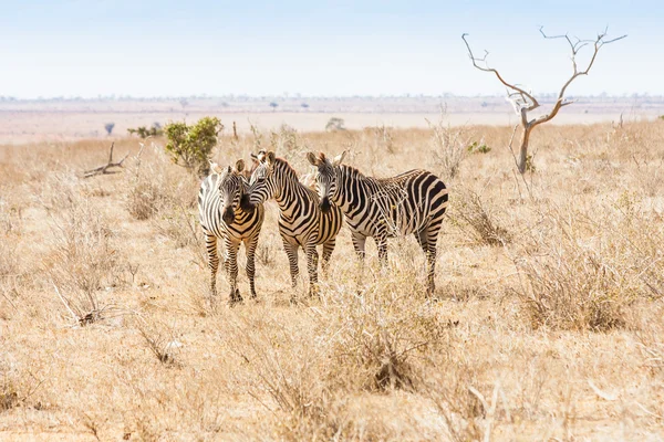 Zebra's op zoek naar de camera — Stockfoto