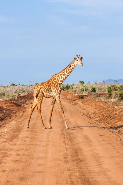 Свободный жираф в Кении — стоковое фото