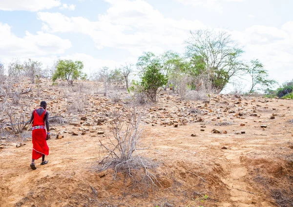 Masai in savanne — Stockfoto