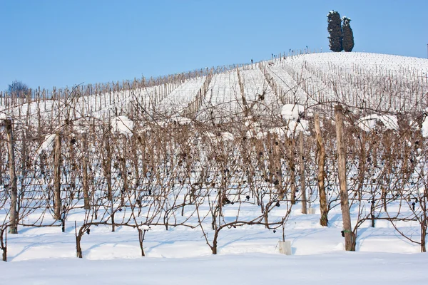 Tuscany: wineyard in winter — Stock Photo, Image