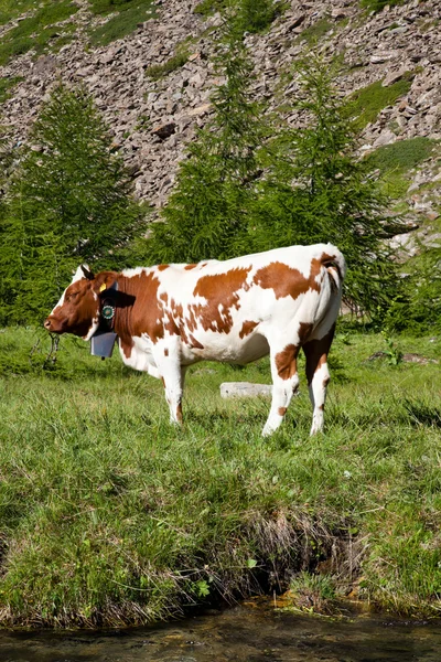 Koeien en Italiaanse Alpen — Stockfoto