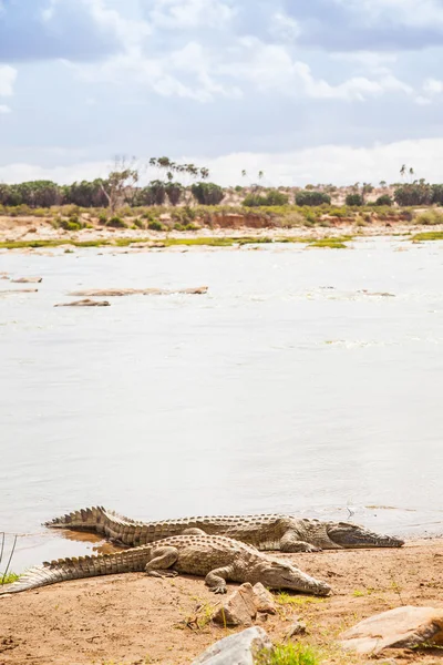 Kenianische Krokodile — Stockfoto