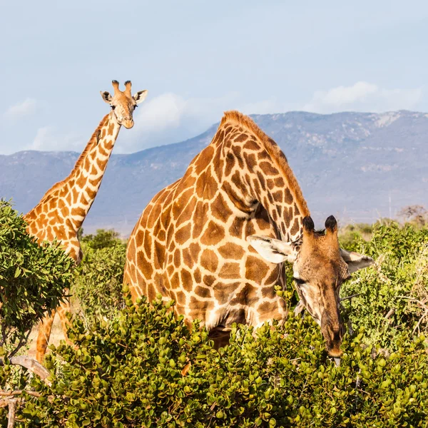 Girafe gratuite au Kenya — Photo