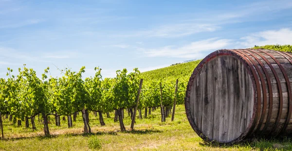 Tuscany wineyard — Stock Photo, Image
