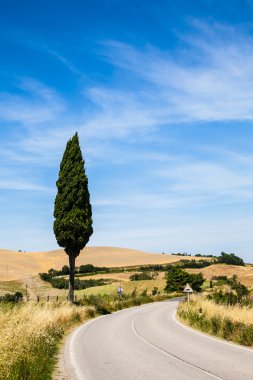 Road in Tuscany clipart