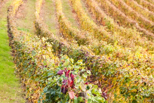 Виноградник Италии — стоковое фото