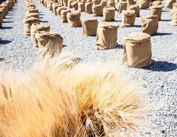 Ripe Summer Wheat — Stock Photo, Image