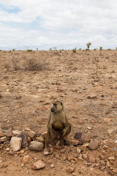 Babian i kenya — Stockfoto