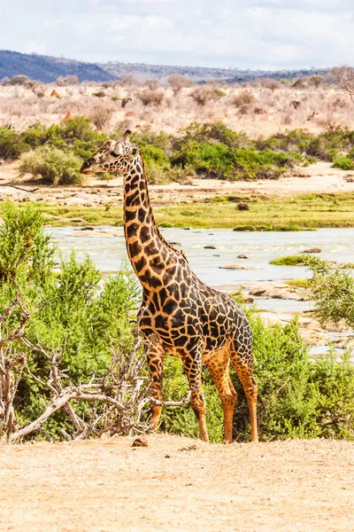 在肯尼亚的免费长颈鹿 — 图库照片