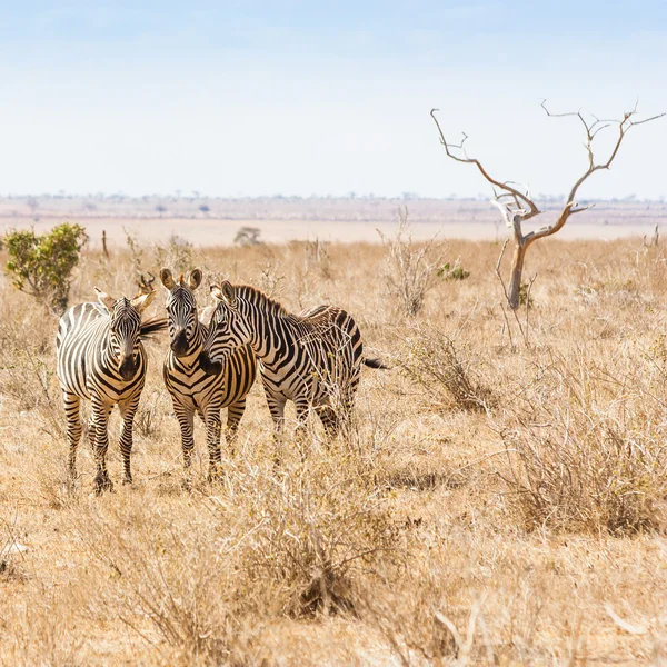 Zebras blicken in die Kamera — Stockfoto