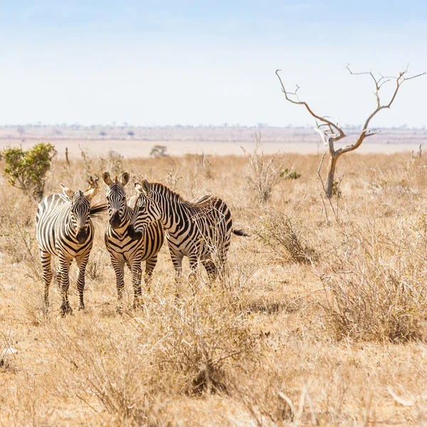 Zebra's op zoek naar de camera — Stockfoto