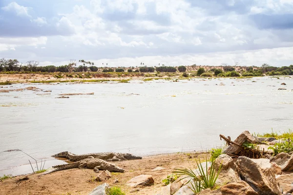 Crocodilos quenianos — Fotografia de Stock