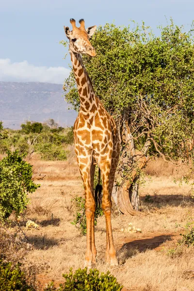 Jirafa libre en Kenia —  Fotos de Stock