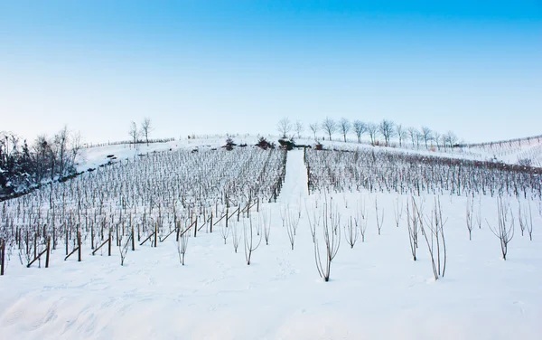 Toszkána: szőlőhegy télen — Stock Fotó