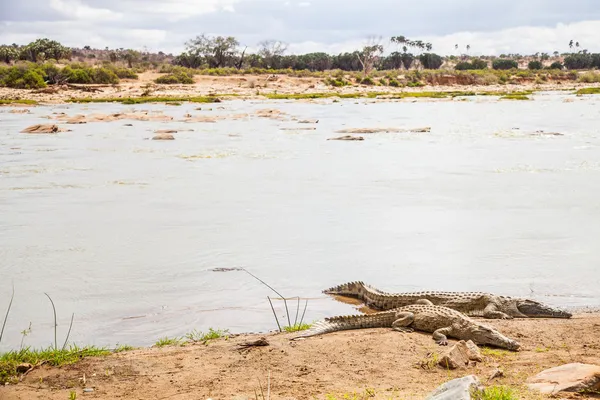 Crocodilos quenianos — Fotografia de Stock