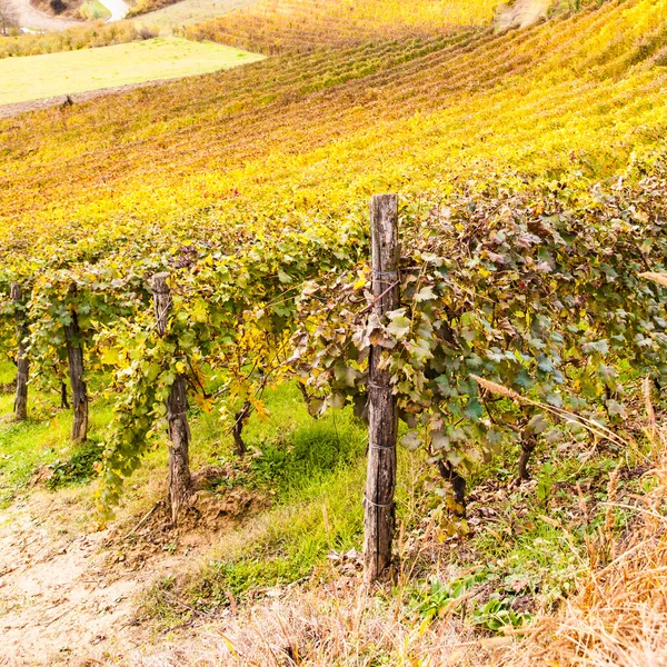 Vigneto italiano — Foto Stock