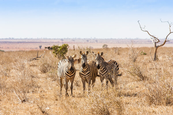 Kenya, Tsavo East National Park. Three zebras looking to the photographer, sunset light