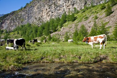 inek ve İtalyan Alpleri