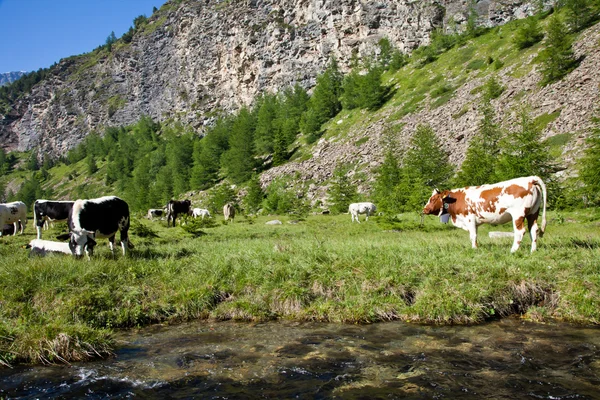 Vacas e Alpes Italianos — Fotografia de Stock