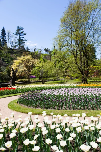 Jardín de tulipanes — Foto de Stock