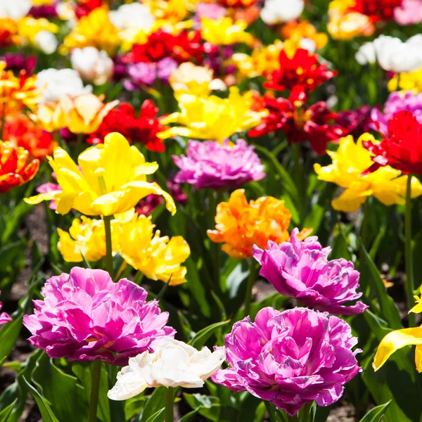 Jardin de tulipes — Photo