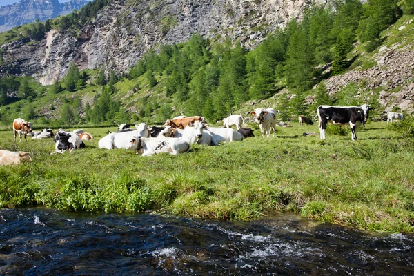 Koeien en Italiaanse Alpen — Stockfoto