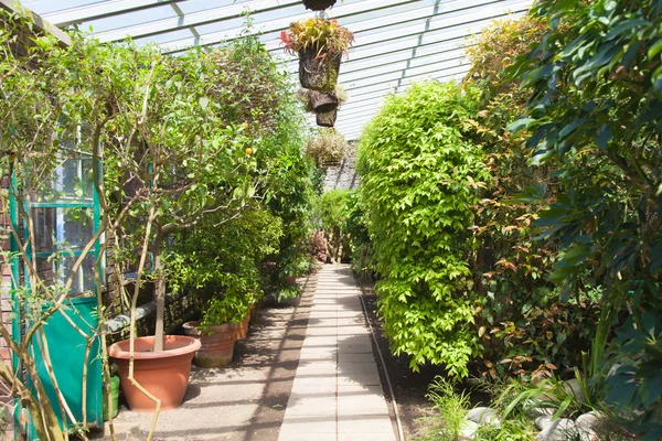 Greenhouse interior — Stock Photo, Image