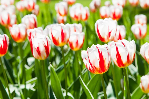 Tulipe Happy Generation — Photo