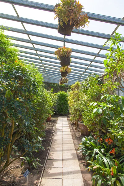 Greenhouse interior — Stock Photo, Image