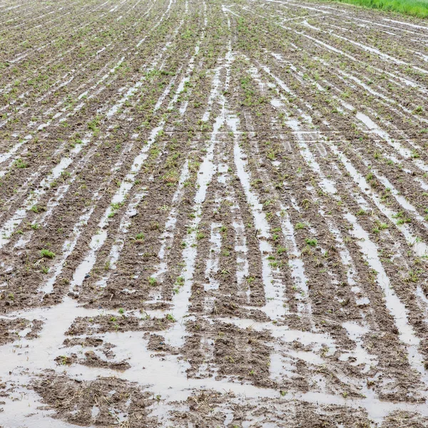 Katastrophe in der Landwirtschaft — Stockfoto