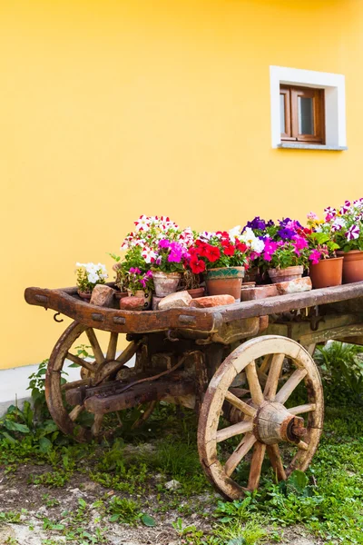 Flores en Toscana — Foto de Stock