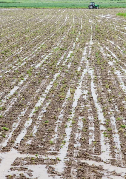 Desastre agrícola — Fotografia de Stock