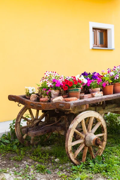 Flores da Toscana — Fotografia de Stock