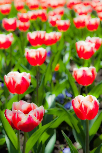 Giardino dei tulipani — Foto Stock