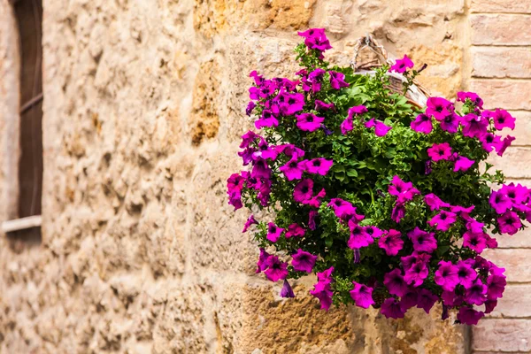 Flores toscanas — Foto de Stock