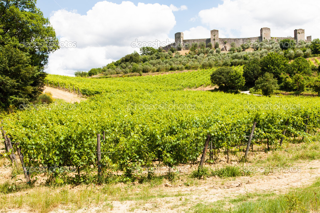 Wineyard in Tuscany