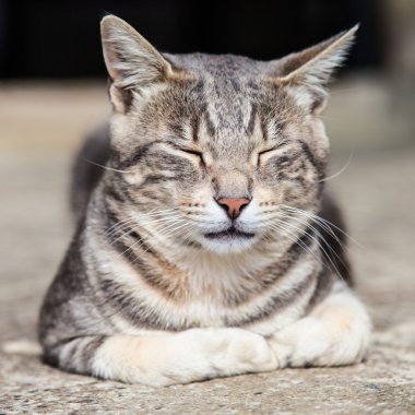 Uyuyan kedi
