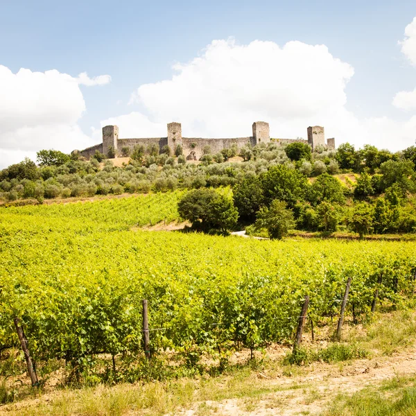 Wineyard in Tuscany — Stock Photo, Image