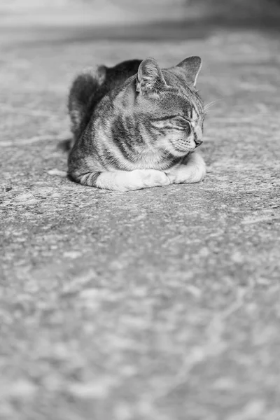 Gato adormecido — Fotografia de Stock