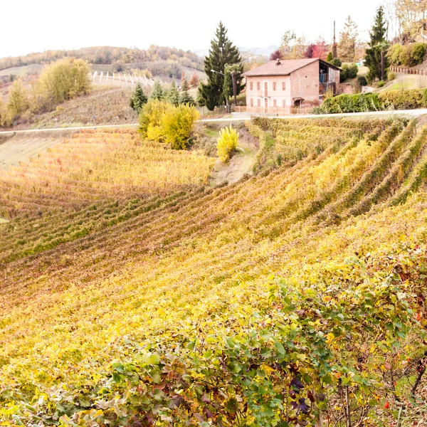 Italian Vineyard — Stock Photo, Image