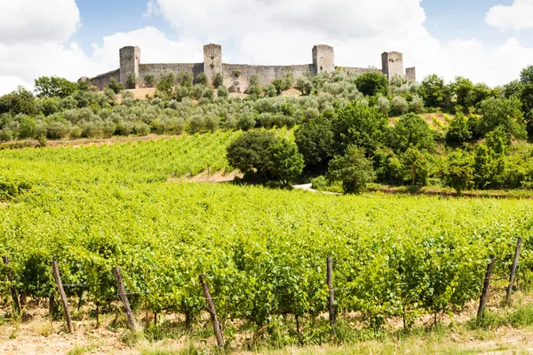 Vignoble en Toscane — Photo