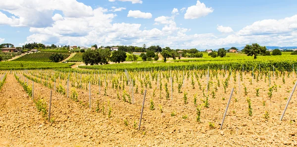 Viñedo en Toscana — Foto de Stock