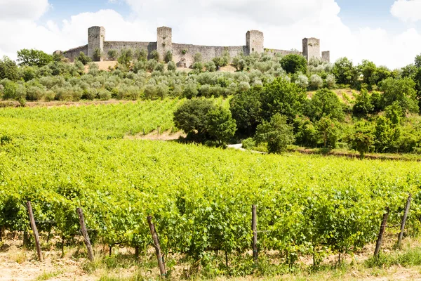 Vingård i Toscana — Stockfoto