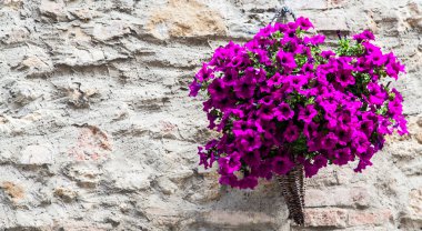Tuscan çiçekler